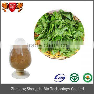 ISO GMP Factory 100% Pure Natural Mulberry Leaf Extract photo-4