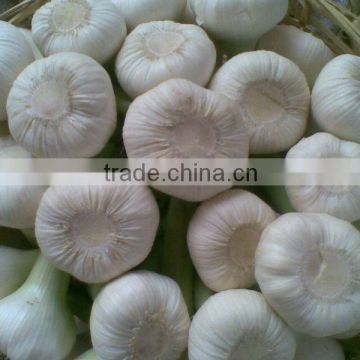 Fresh(White & Red ) Garlic