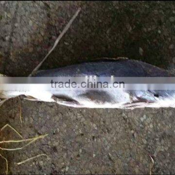 frozen cat fish wholesale china market