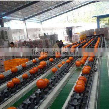 Fresh Gannan Navel Orange, Best Quality China Navel Orange photo-5