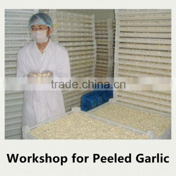 Fresh peeled garlic of the highest quality, pared and peeled by hand