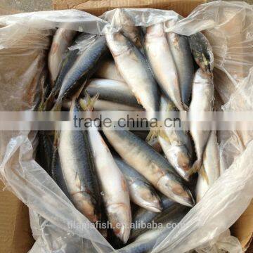 New season frozen pacific_mackerel_ prices