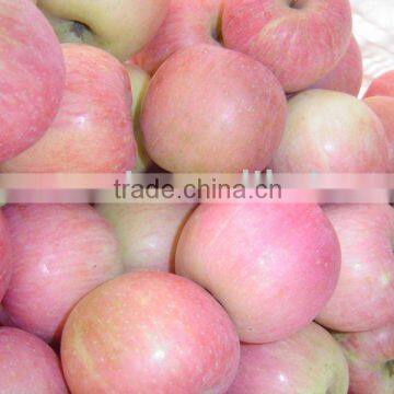 Fuji Apple yan tai new crop