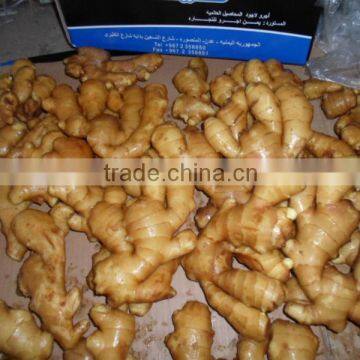 CHINA ORGANIC FRESH GINGER FOR EXPORT