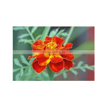 Tagetes patula (Marigold French)