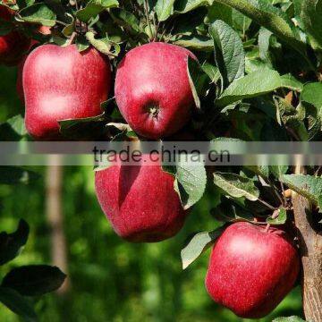 Price for Fresh Apple on Sale photo-5