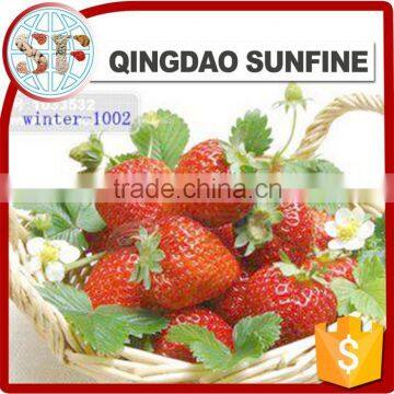 Fresh Dried Strawberry Fruit
