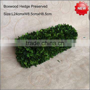 Mini Cube Boxwood Preserved photo-2