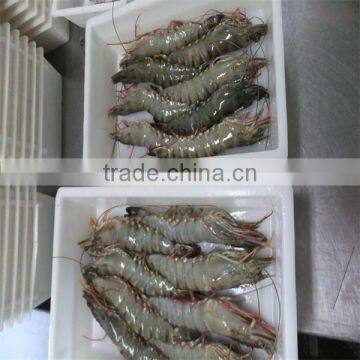 frozen shrimp and shrmp prawn