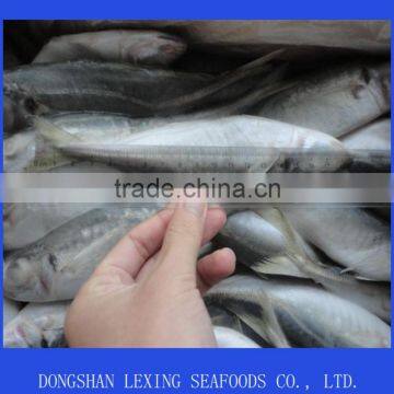 Sea Frozen Horse Mackerel