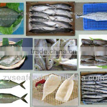 frozen horse mackerel fish (decapterus maruadsi)