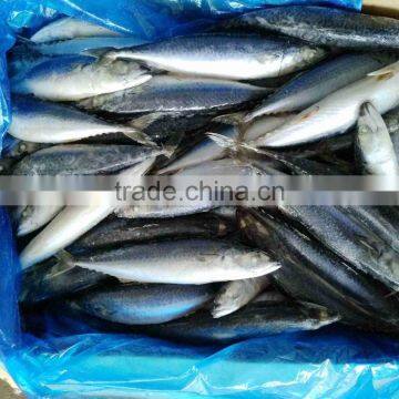 Scomber Japonicus Grade A Frozen Pacific Mackerel photo-4