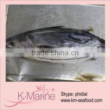 3.5kg Whole Round Fresh Frozen Skipjack lot number#kmw4033