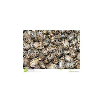 oil seeds