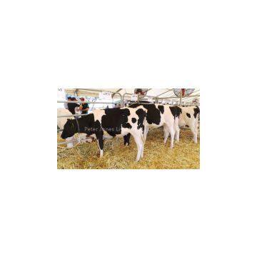 Live Dairy Cows and Pregnant Holstein Heifers Cow for Sale