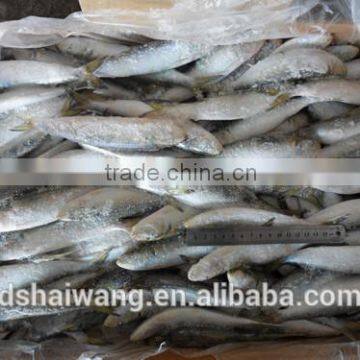 Hot sales sardines with size 140 - 160 pcs /10 kg