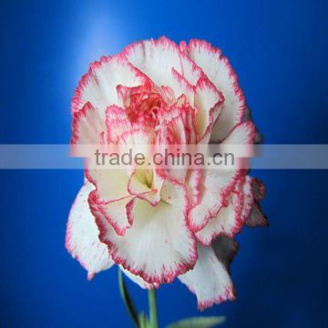 China wholesale Wide varieties new coming fresh cut carnation flower