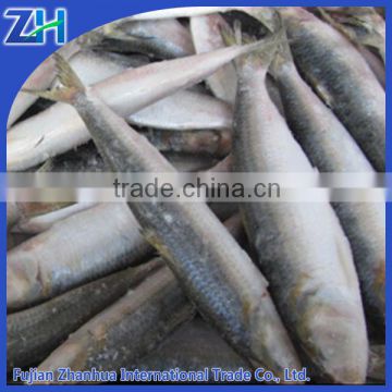 Frozen sardine for long line fishing bait