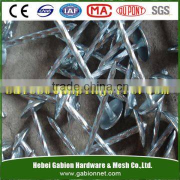 zinc coated unbrella head iron roofing nails