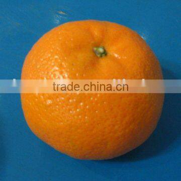 Mandarin "Kinnow" Special Offer for Russian Buyers