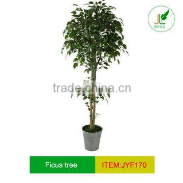 fashionable ficus tree,new ficus tree of 2012