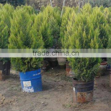 Cupressus macrocarpa gold crest