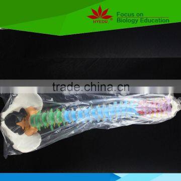 High Quality Flexible Spinal Column With Colour Coded Regions