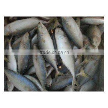 FROZEN INDIAN MACKEREL WHOLE ROUND