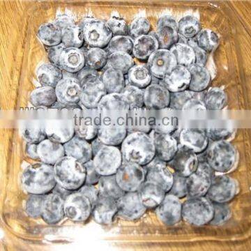 Bulk Wholesale Blueberry photo-3