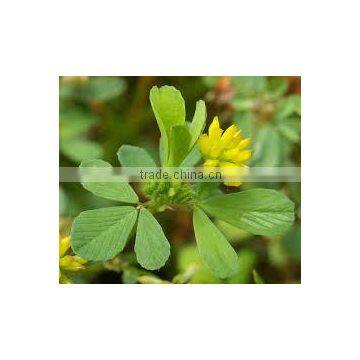 Trifolium dobium Yellow Clover Irish Shamrock