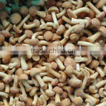 Supply Funghi pholiota nameko