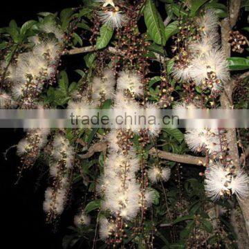 The landscape tree Barringtonia asiatica seedling