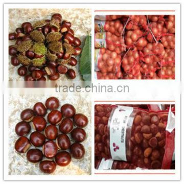 2015 new corp hot sale 30-40/40-60/90-110 sweet organic fresh chestnuts