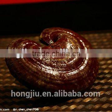 High Quality Ganoderma Lucidum Powder