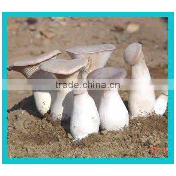 white mushroom