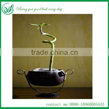 Spiral Lucky Bamboo Plants Sale