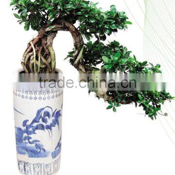 H70cm waterfall shaped for indoor plants Ficus Microcarpa bonsai