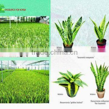 Sansevieria/bonsai/plants