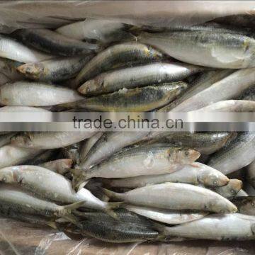 wholesale india sardines fish oil with good quality