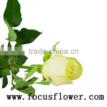 Supply high quality fresh cut red color rose flowers natural rose flowers vendela rose with 0.8_1.2kg/bundle from kunming ecuado