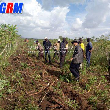 Mature Maket in Africa Tapioca Harvesting Equipment / Tapioca Harvesting Machine MSU1600 photo-5