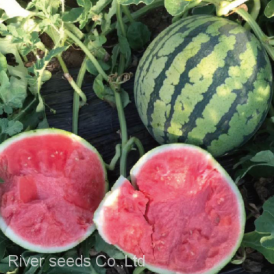 100pcs Hybrid f1 high sweetness red seedless watermelon seeds for sale