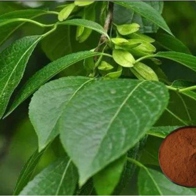 Eucommia extract (5% Chlorogenic Acid)