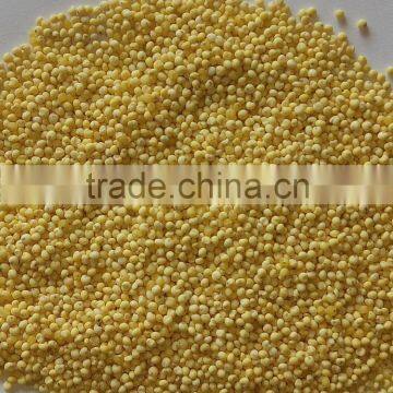 yellow glutinous millet