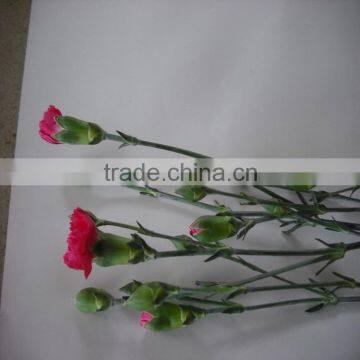 Elegant in Smell Factory Direct High Quality Flower Carnation photo-6