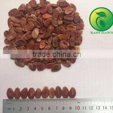 Salted and Roasted Hybrid Watermelon Seed photo-2