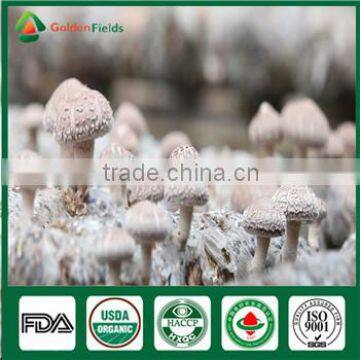 China Supplier of High Yield Shiitake Spawn Culture for Sale photo-3