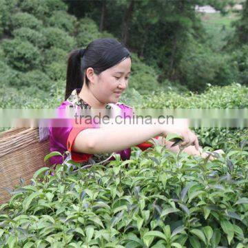 Wild Rocky Tea Adinandra nitida Merr.ex Li. Health Tea OEM Service