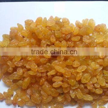 High Quality Golden Yellow Raisin From India photo-2