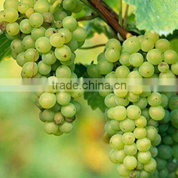 INDIAN GREEN GRAPES